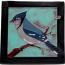 Blue Jay - Add $6.50 for Plexi Stand