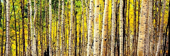 Aspens in Morning Sunshine - Available in various Sizes and Prices